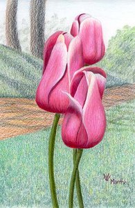 tulips